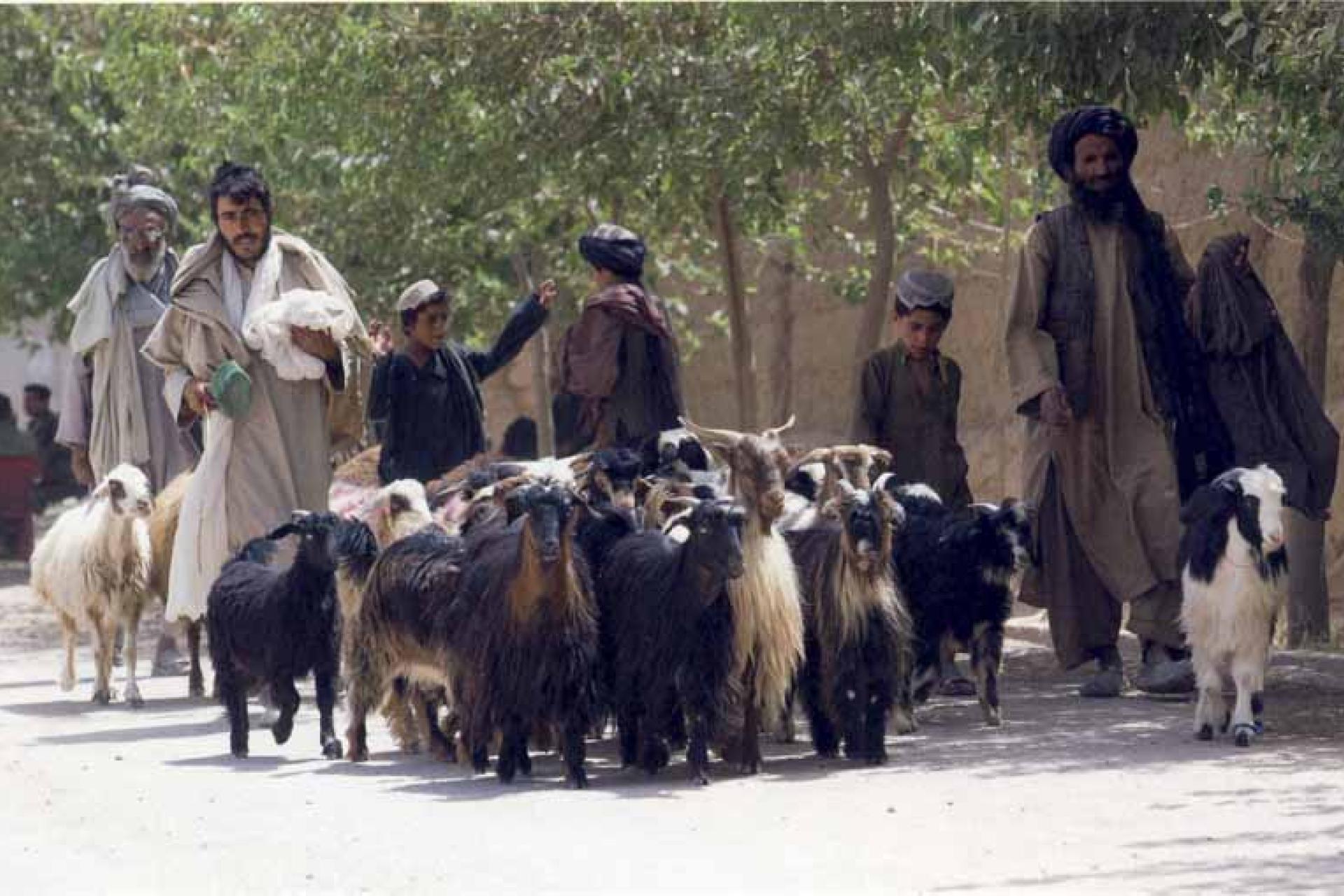 Mannen met geiten in Afghanistan die door een straat lopen